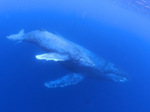  奄美大島近海に出現したザトウクジラの親子＝１月３１日、瀬戸内町（興克樹さん撮影）