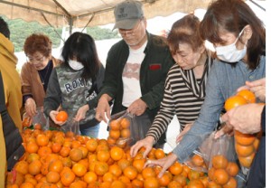 買い物客の人気を集めたタンカン詰め放題＝１６日、奄美市住用町の「三太郎の里」