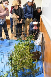 見守る来園者ら＝２４日、鹿児島市の平川動物公園