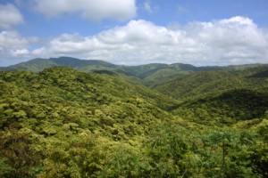 希少な動植物が生息・生育する照葉樹の森＝奄美大島