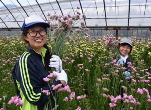 農業ボランティアで切り花の収穫を体験した大学生の石澤さん（左）、廣木さん＝２５日、奄美市笠利町