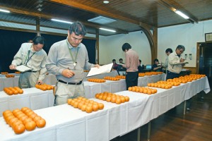 出品されたタンカンの外観を評価する審査員＝１３日、奄美市名瀬の市農業研究センター