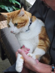 奄美市に登録して首輪に鑑札を付けた飼い猫