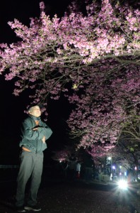 秋名集落で見ごろを迎えたヒカンザクラの夜桜を見上げる山田祥浩さん＝２日、龍郷町秋名