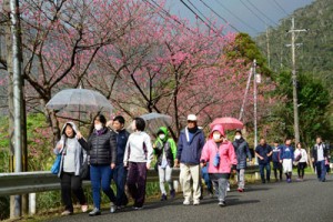 沿道を彩るヒカンザクラを眺めながらウオーキングを楽しむ参加者＝９日、奄美市住用町川内