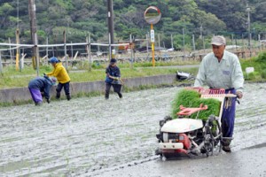 協力を得て田植えに精を出す荒田さんら＝２２日、龍郷町