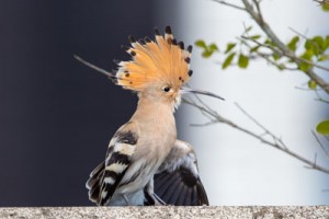 喜界町に飛来したヤツガシラ（築秀夫さん撮影）