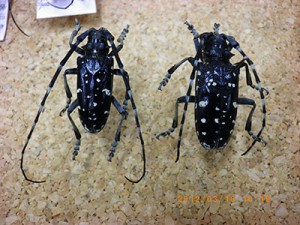 ミカン木に被害を及ぼすゴマダラカミキリムシの成虫（左が雄、右が雌）