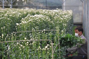 切り花の収穫作業がピークを迎えている和泊町内の平張施設＝６日、同町