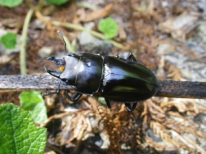 アマミマルバネクワガタ＝奄美大島（奄美野生生物保護センター提供）