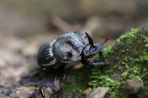 マルダイコクコガネ＝徳之島（奄美野生生物保護センター提供）