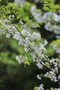 満開を迎えた梅次郎桜＝１３日、宇検村の山中（役場提供）