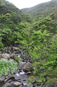 豊かな生態系を育む亜熱帯照葉樹の森＝奄美大島