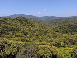 新緑が彩る照葉樹の森＝２０日、奄美大島