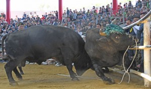 多くの愛好家を魅了してきた闘牛大会（資料写真）