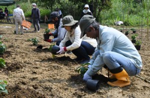 苗木を定植する徳之島コーヒー生産者会の会員＝１１日、伊仙町面縄