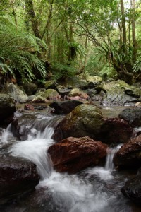 多様な生き物が宿る照葉樹の森。生命の源となる水が巡る＝奄美大島