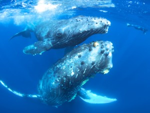 ザトウクジラの親子＝３月、奄美大島沖（興克樹さん撮影）