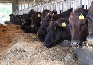 新型コロナウイルスの影響で価格が下落している子牛＝６日、徳之島町