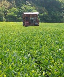 一番茶の収穫が始まった「べにふうき」の茶園＝２９日、天城町岡前