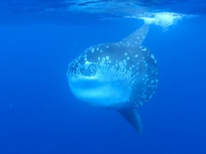 名瀬沖で珍しいマンボウ　興克樹さんが撮影　奄美大島 