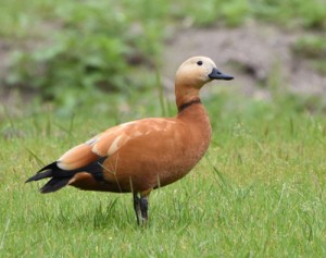 迷鳥アカツクシガモ飛来２００４０９山崎