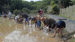  一列になり、田植えをする参加者＝５日、和泊町後蘭（提供写真）