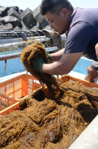 喜瀬漁港近くの海岸で、船いっぱいに収穫した奄美モズクを手にする関係者＝１４日、奄美市笠利町