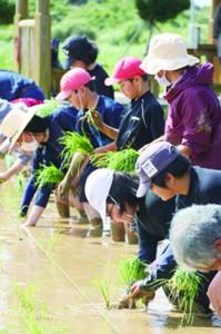 田植えをする地域住民と下平川小の児童ら＝２５日、知名町余多（提供写真）