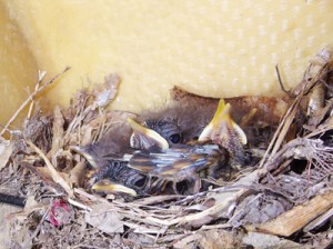 カヤックの中の巣で、すくすくと育つアカヒゲのひなたち＝５月１日、龍郷町芦徳（城泰夫さん撮影）