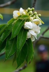 梅雨の訪れを告げるイジュの花＝１０日、奄美市の名瀬運動公園  