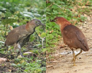 沖永良部島で確認された（右から）ミゾゴイの成鳥＝１日＝と幼鳥＝４日、いずれも知名町屋子母（提供写真）