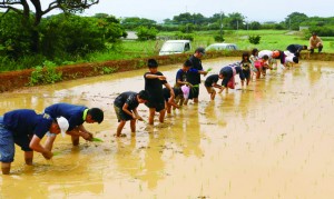 十五夜祭りの大綱製作用の苗を植える子どもたち（提供写真）