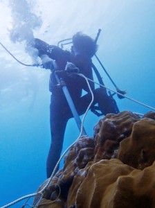 住用湾でサンゴを採取する研究グループのメンバー（提供写真）