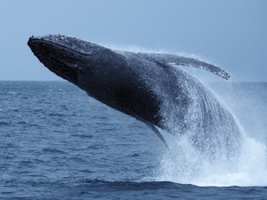 ザトウクジラの豪快なジャンプ＝３月、奄美大島近海（興克樹さん撮影）