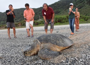 救出した住民らに見守られ海へと歩き出すアオウミガメ＝１５日、龍郷町の安木屋場海岸