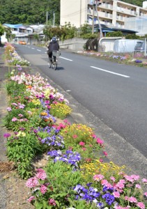 地域を明るくする道路脇の花壇＝４月３０日、瀬戸内町古仁屋