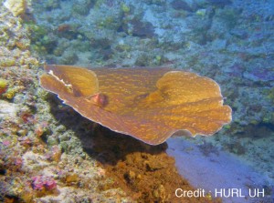 ハワイの深海に生息するセンベイサンゴの群集（提供写真）