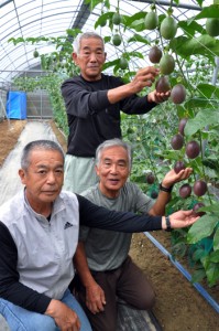 鮮やかな濃紫色に熟したパッションフルーツをＰＲする関係者＝１０日、瀬戸内町嘉鉄の有田農園 