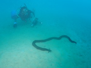 未記載種のクレナイオオイカリナマコ（上）などが確認された調査＝２０１８年１１月、瀬戸内町の大島海峡（藤井琢磨氏撮影）