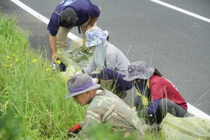 外来種オオキンケイギクを駆除する参加者＝２６日、瀬戸内町管鈍（同町役場提供） 