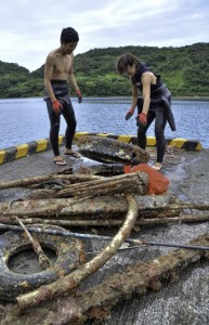 海中からごみを引き揚げるダイバー＝１２日、龍郷町久場