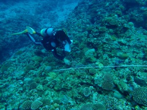 ダイビング事業者ら９人が参加したヨロン島リーフチェック＝５月３０日、与論島の茶花沖（海の再生ネットワークよろん提供）  