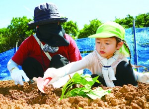 サツマイモの芋づるを植える園児ら＝４日、和泊町