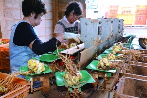 テッポウユリの球根を選別する作業員＝２０日、和泊町和