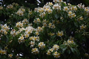 梅雨を告げるイジュの花＝奄美大島