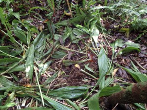 株が抜かれ捨てられていたカクチョウランの群生地（宇検村提供）