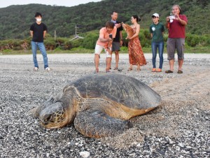 住民らに救助されて海へ帰るアオウミガメ＝５月、龍郷町