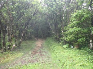 山頂へ続く登山道＝２３日、奄美大島の湯湾岳（環境省奄美群島国立公園管理事務所提供）