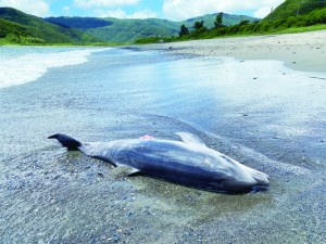 漂着したハンドウイルカの死骸＝１３日、奄美市住用町（奄美海洋生物研究会提供）